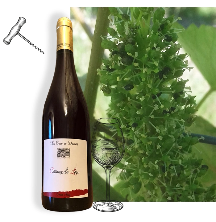 Vente de vin à Ruille-sur-Loir dans la Sarthe (72)
